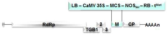 원예작물용 GDS Vector AltMV-[LB-CaMV35S-MCS-NOSter-RB-tMet] 제작