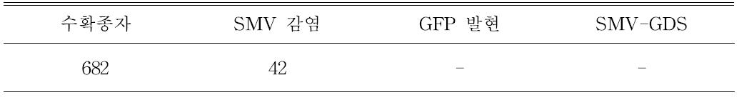 종자에서 GFP, SMV-GDS 발현 확인
