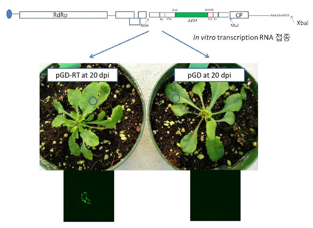 [LB-CaMV35S-eGFP-NOSter-RB-tMet] inverted 구조의 엽록체 삽입