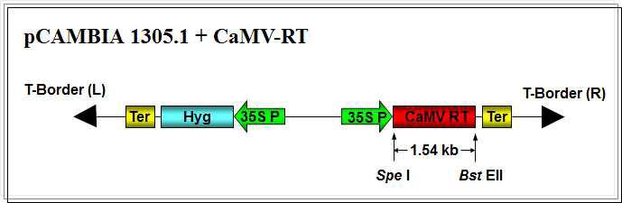 pCAMBIA1301-CaMVRT binary vector 제작