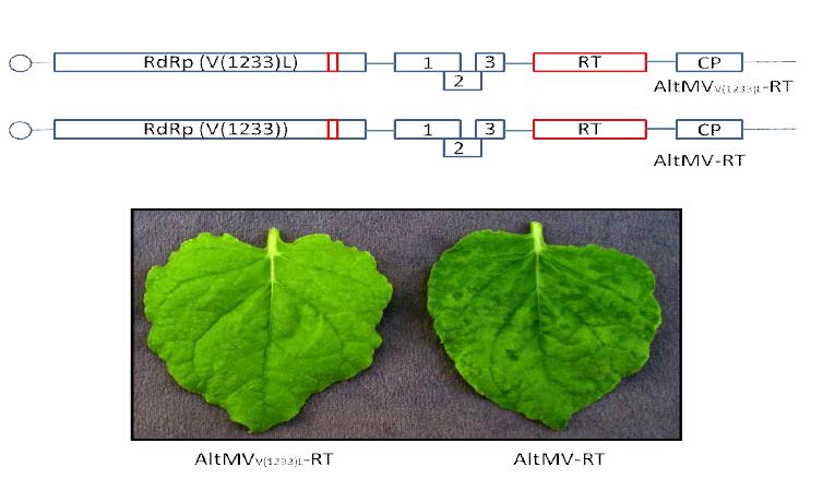 무병징 AltMVV(1233)L를 이용한 CaMV-RT의 발현