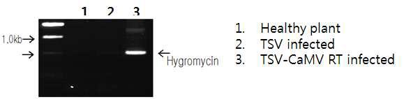 TSV GDS vector의 감염 및 CaMV 발현 확인