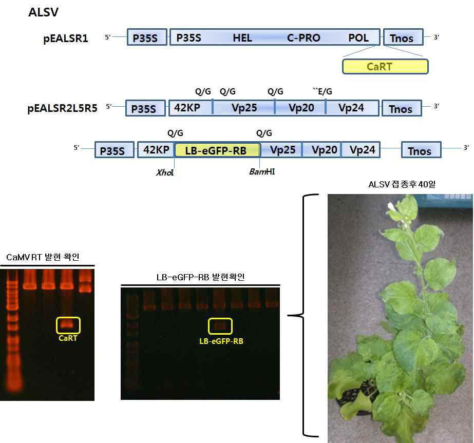 Apple latent spherical virus의 GDS의 감염성(infectivity)