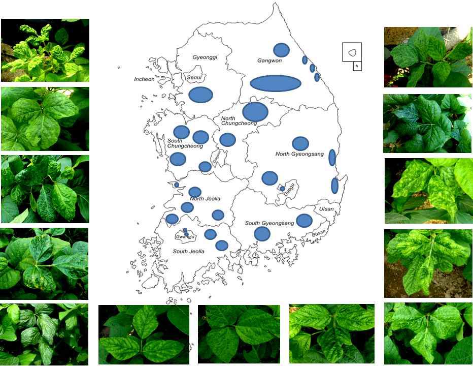 2014년 Soybean mosaic virus 와 복합감염 바이러스 조사 (2014년 5월-9월)