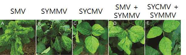 2014년 SMV, SYCMV 각각의 바이러스와 SYMMV의 복합감염 병징