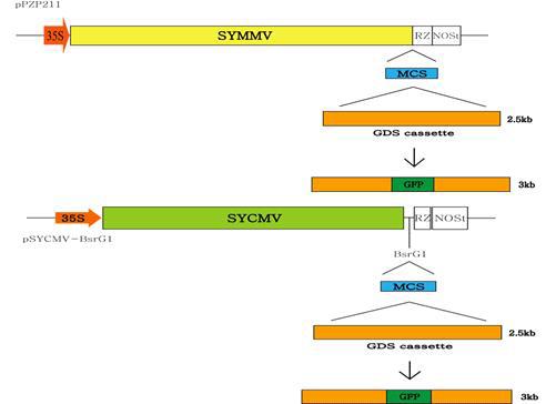 SYCMV와 SYMMV의 GDS 벡터로의 전환 개발