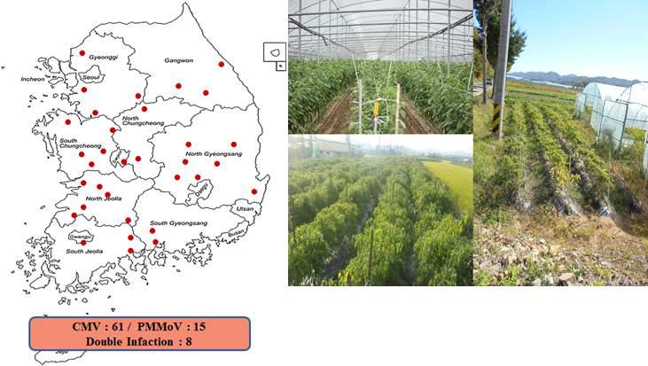 2014년 고추바이러스 조사 지역 및 바이러스 시료 채집 포장