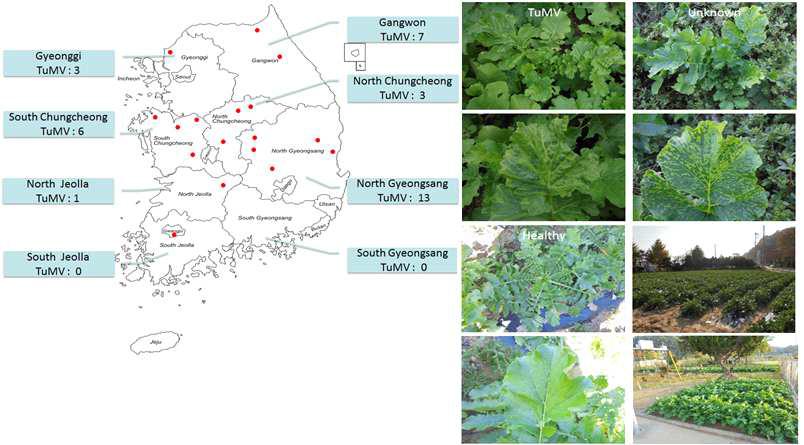 2014년 열무 바이러스 조사 지역 및 TuMV 병징과 바이러스 시료 채집 포장