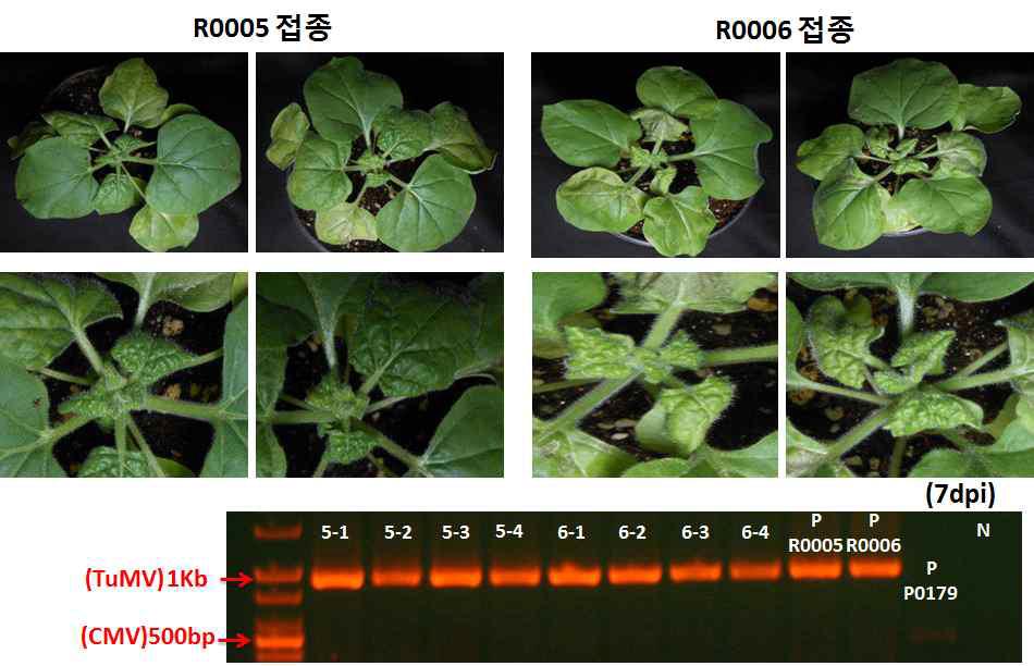 TuMV 병징의 다양성