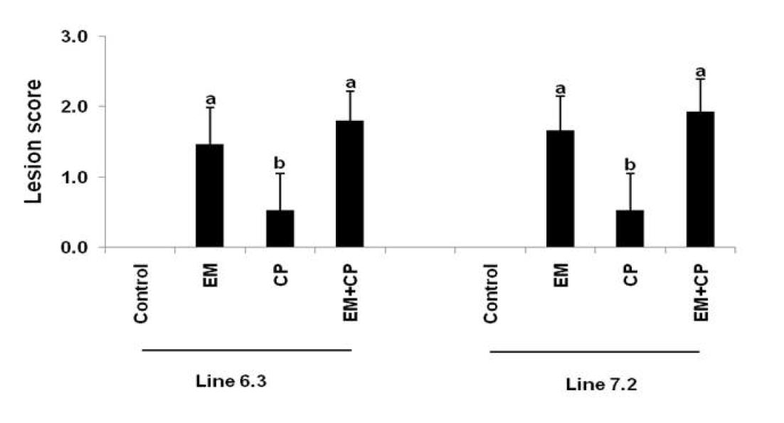 Intestinal lesion scores of chickens infected with EM and/or CP (p <0.05).