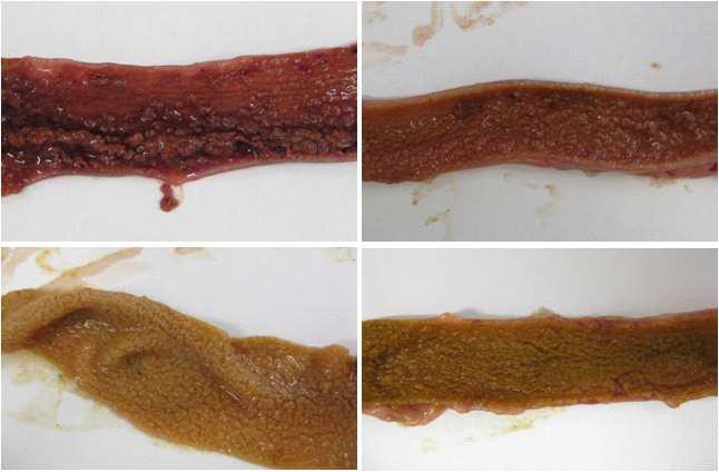 Jejunum of chicken co-infected with EM and CP at day 2 following CP challenge (Lesion score: 4+).