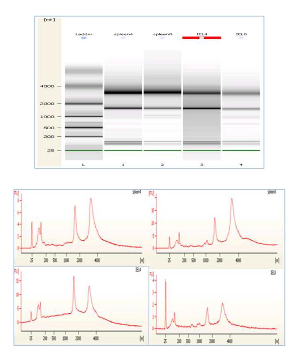 total RNA fractions by capillary electorphoretogram line 6.3 (spleen 4, IEL 4) and line 7.2 (spleen 8, IEL 8).