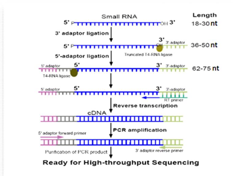 RNA sequencing experiment process of animals