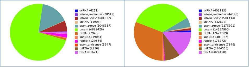 Pie chart for annotation_spleen of line 6.3(R): unique (left) and total sRNA(right).