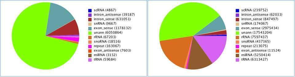 Pie chart for annotation_spleen of line 7.2(S): unique (left) and total sRNA(right).