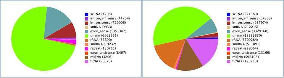 Pie chart for annotation_intesint of line 6.3(R): unique (left) and total sRNA(right).