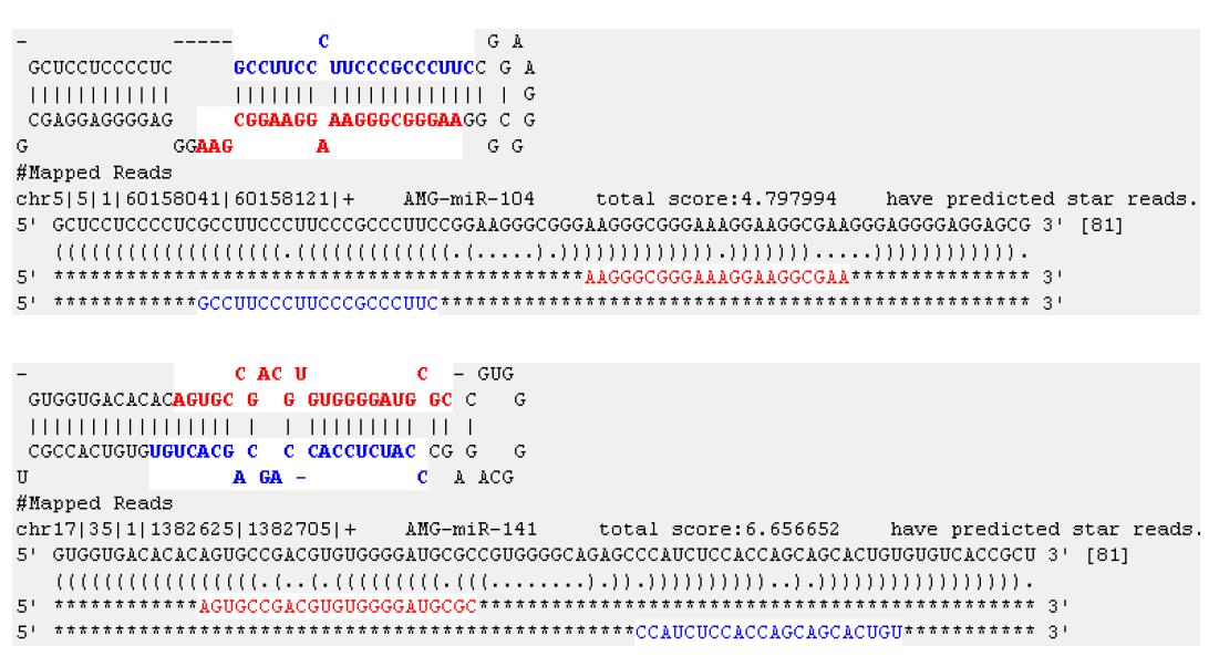 Secondary structure of two novel miRNA candidates, miR-104 (3p) and miR-141 (5p), predicted by miRExplorer.