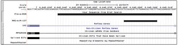 Example of intronic miRNA that was blat in UCSC Genome Browser (Galgal4)