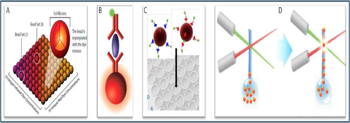 Schematic of the Luminex Multiplex assay.