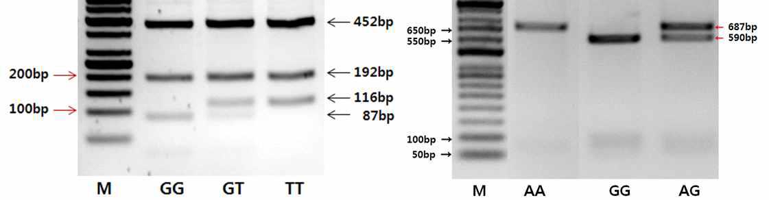 SNP1 (a) 과 SNP2 (b)의 PCR-RFLP에 따른 밴드패턴.