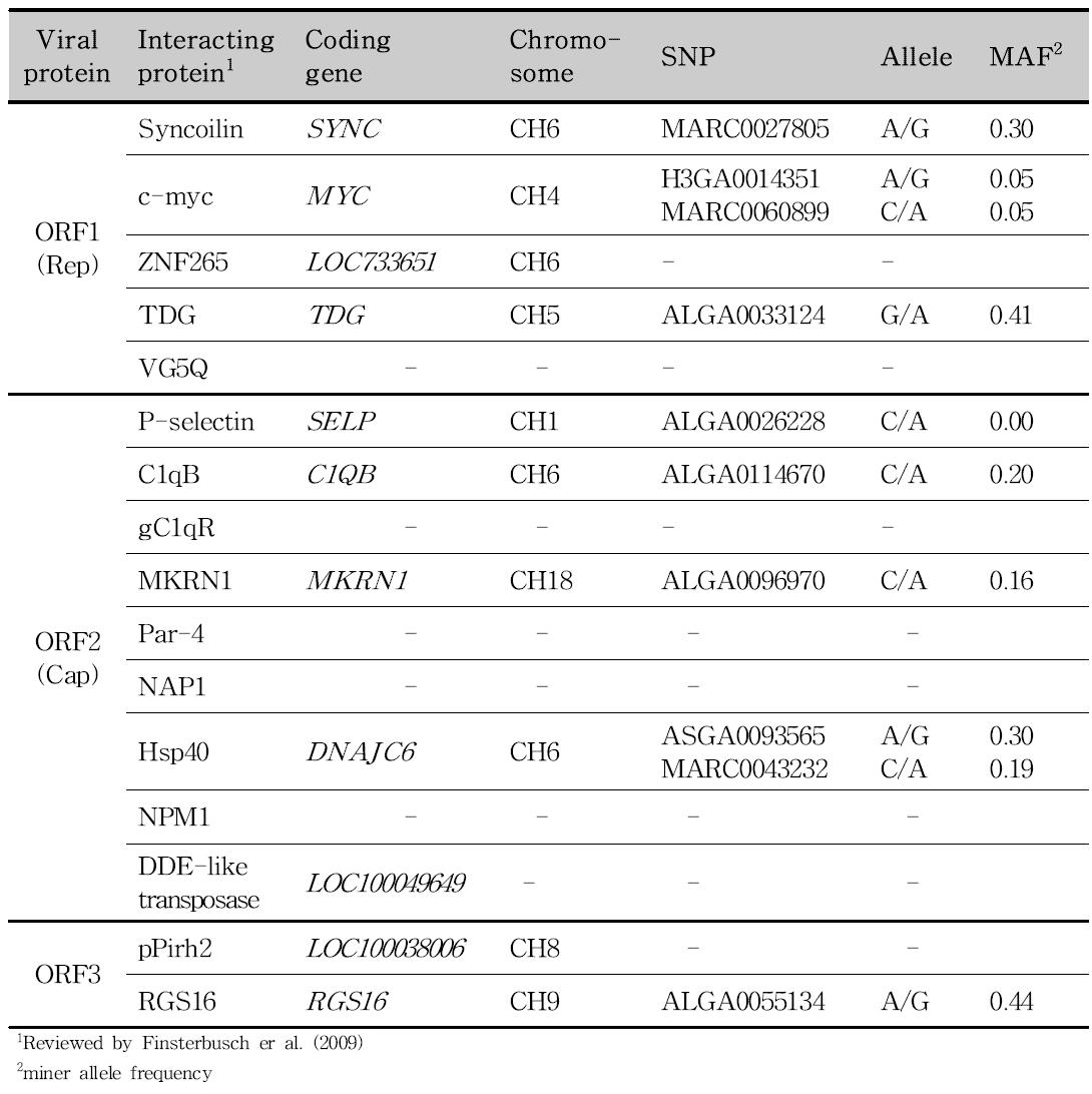 PCV2상호작용하는 돼지단백질 코딩 유전자 영역에 존재하는 SNP