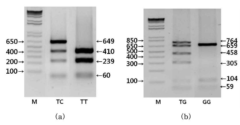 DNAJC6유전자의 두 SNP ASGA0093565 (a)와 MARC0043232 (b)의 PCR-RFLP에 따른 밴드패턴.