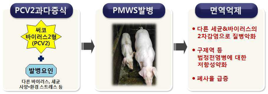 PMWS발병기작