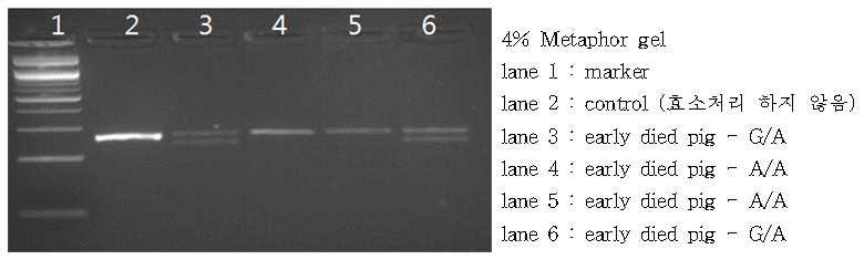 pBD4 PCR-RFLP의 예: : 261bp → 231bp + 30bp