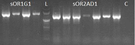 OR PCR electrophoresis 결과의 예. L: DNA ladder; C: negative control