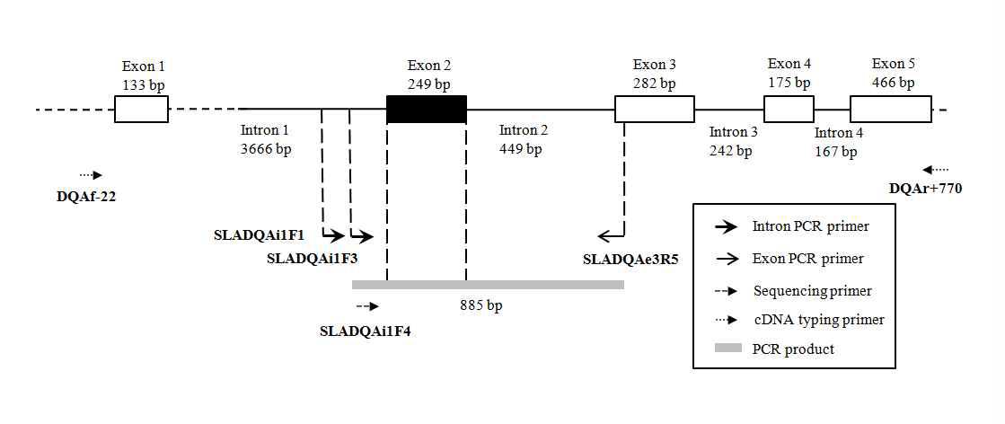 SLA-GSBT 방법중 SLA-DQA GSBT의 과정에 대한 모식도