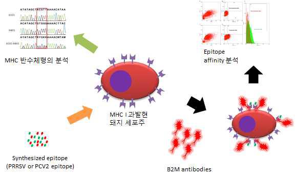 SLA와 viral epitope 결합력 분석 시스템 연구개발 내용 모식도