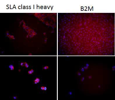 Immunohistochemistry를 통하여 확보된 세포주들에 대하여 SLA I heavy chain과 β2-microglobulin (B2M)의 발현정도 분석 결과