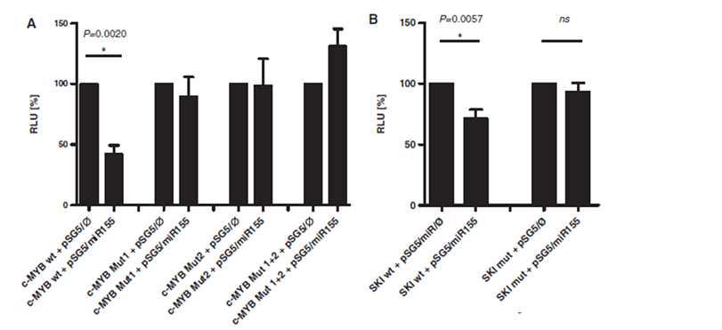 Dual luciferase assay를 이용한 마이크로RNA에 대한 표적유전자의 실험적 검증