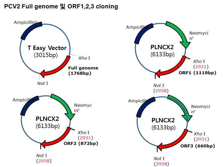 써코바이러스 2형(PCV2)의 full genome과 ORF1, ORF2, ORF3의 cDNA cloning.