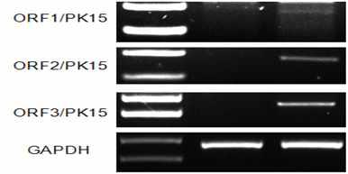 PCV2의 숙주세포(PK15 세포)에서 PCV2 ORF1, ORF2, ORF3 유전자의 발현 확인.