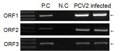 PCV2의 숙주세포(PK15 세포) 내 감염 확인. P.C., ORF1, ORF2, ORF3 유전자 각각의 발현 vector; N.C, PCR 시 발현 vector를 포함하지 않은 시료; PCV2, PCV2의 full genome 유전자를 포함하는 발현 vector; infected, PCV2를 PK15 세포에 감염 시킨 시료. 화살표는 각 각의 PCR 산물을 나타냄.