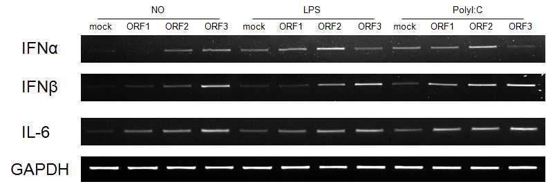숙주세포(PK15 세포) 내 PCV2의 ORF1, ORF2, ORF3 발현과 IFN-alpha, IFN-beta, IL-6의 발현량과의 상관 관계. 감염된 PK15 세포에 toll-like receptor (TLR)의 주요 ligand인 LPS (TLR2)와 poly(I:C) (TLR3)를 처리한 후, 변화하는 IFN-alpha, IFN-beta, IL-6의 발현량을 RT-PCR로 분석하였음. No, TLR ligand를 처리하지 않은 시료; LPS, LPS를 처리한 시료; Poly(I:C), poly(I:C)를 처리한 시료; mock, empty vector only.