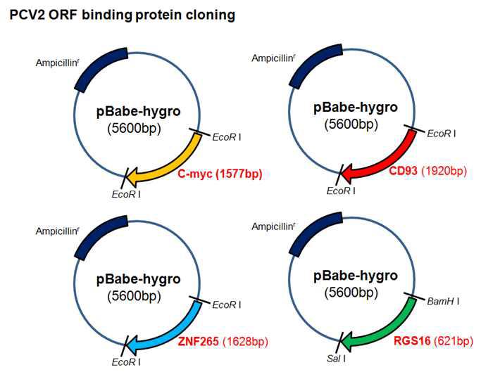 돼지 ZNF265, CD93, RGS16, C-myc 유전자의 cDNA cloning