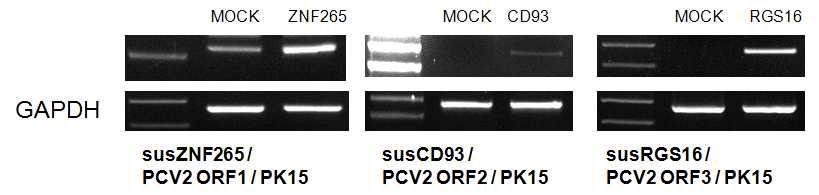 PCV2의 숙주세포(PK15 세포)에서 각각의 PCV2 ORF1, ORF2, ORF3 유전자와 각각의 ZNF265, CD93, RGS16 유전자의 과발현 확인.