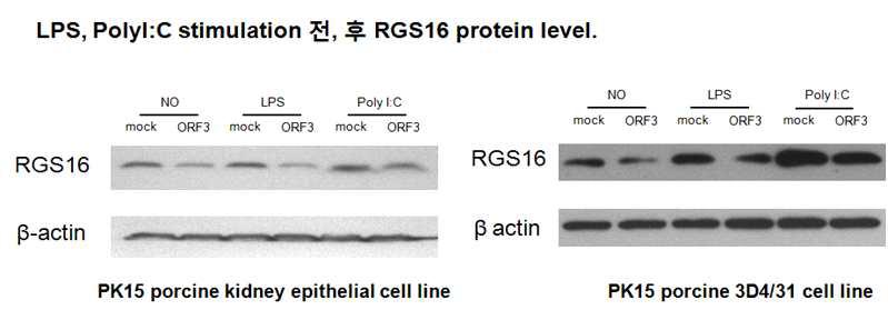 PCV2의 숙주세포들(PK15 세포와 3D4/31 세포)에서 RGS16의 발현 감소. No, TLR ligand를 처리하지 않은 시료; LPS, LPS를 처리한 시료; Poly(I:C), poly(I:C)를 처리한 시료; mock, empty vector only; ORF3, ORF3를 과발현한 세포.