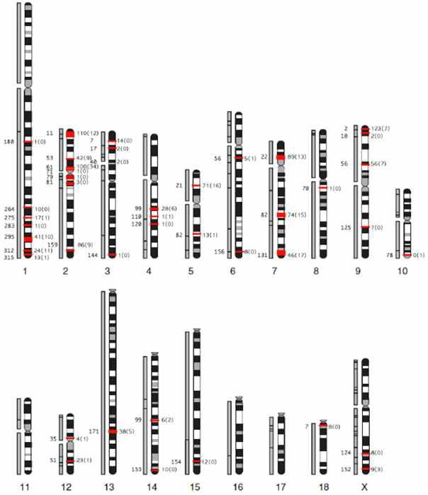 돼지게놈 내의 후각수용체 좌위의 위치분석결과. 18개의 상동염색체와 X 염색체에 대한 OR 좌위의 위치를 염색체 상에 표시함.