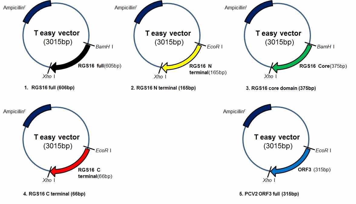 써코바이러스 2형(PCV2)의 ORF3과 돼지 RGS16의 domain별 cDNA cloning.