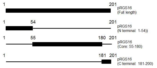 돼지 RGS16의 결실돌연변이주(Deletion mutant) 모식도