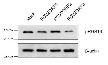 각각의 PCV2 ORF 단백질이 과발현된 PK15 세포에서 돼지 RGS16 발현확인 Mock, empty vector only.