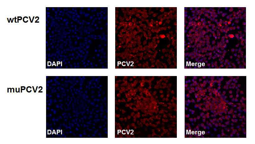 야생형 PCV2와 ORF3 돌연변이 PCV2의 PK15 세포주 감염 효율 확인 공초점현미경(confocal microscopy)으로 PCV2가 감염된 PK15 세포주에서 PCV2 ORF 2에 대한 항체로 PCV2 ORF 2가 PCV2가 감염된 PK15 세포 안에 있음을 확인하였음. DAPI, DNA를 염색; red fluorescence, PCV2 ORF 2에 대한 항체; merge, DAPI 염색과 PCV2 ORF 2에 대한 항체의 merge. PCV2 ORF 2는 PCV2의 capsid protein이기 때문에 핵 밖에서 uncoating 됨.