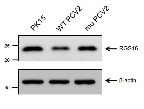 야생형 PCV2와 ORF3 돌연변이 PCV2의 PK15 세포주에서 RGS16 단백질 발현 확인