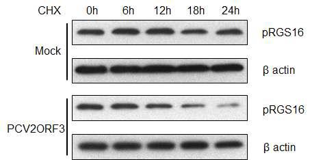 PCV2 ORF3 분자가 도입된 PK15 세포에서 단백질 생합성 억제제(CHX, cycloheximide)를 처리하였을 때, 돼지 RGS16 단백질의 양 변화를 확인