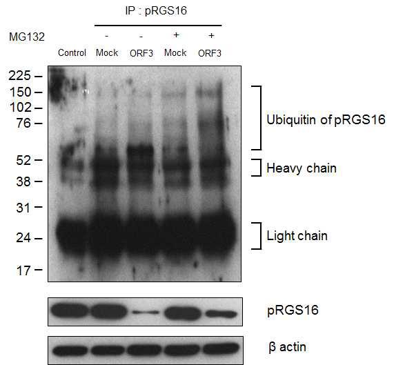 PCV2 ORF3 분자가 도입된 PK15 세포에서 프로테오좀 억제제(MG132)처리시, 돼지 RGS16 단백질의 유비퀴틴화(ubiquitination) 수준의 평가