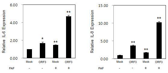 돼지 RGS16 단백질의 상위 리간드인 PAF(platelet activating factor)를 처리하였을 때 염증성 사이토카인인 IL-6, IL-8의 유전자 발현을 확인 Mock, empty vector only.