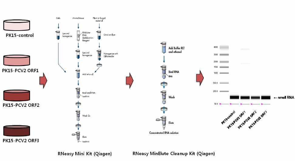 PCV2 각 ORF발현 PK15 세포의 small RNA isolation 과정 모식도 및 QC 확인 PCV2의 각 ORF가 발현되는 PK15세포에서 RNeasy Mini Kit, RNeasy MinElute Cleanup Kit를 이용하여 200 nt 이하의 small RNA를 isolation한 후, Experion (Bio-Rad)장비를 이용하여 QC를 실시하여 small RNA를 확인함.